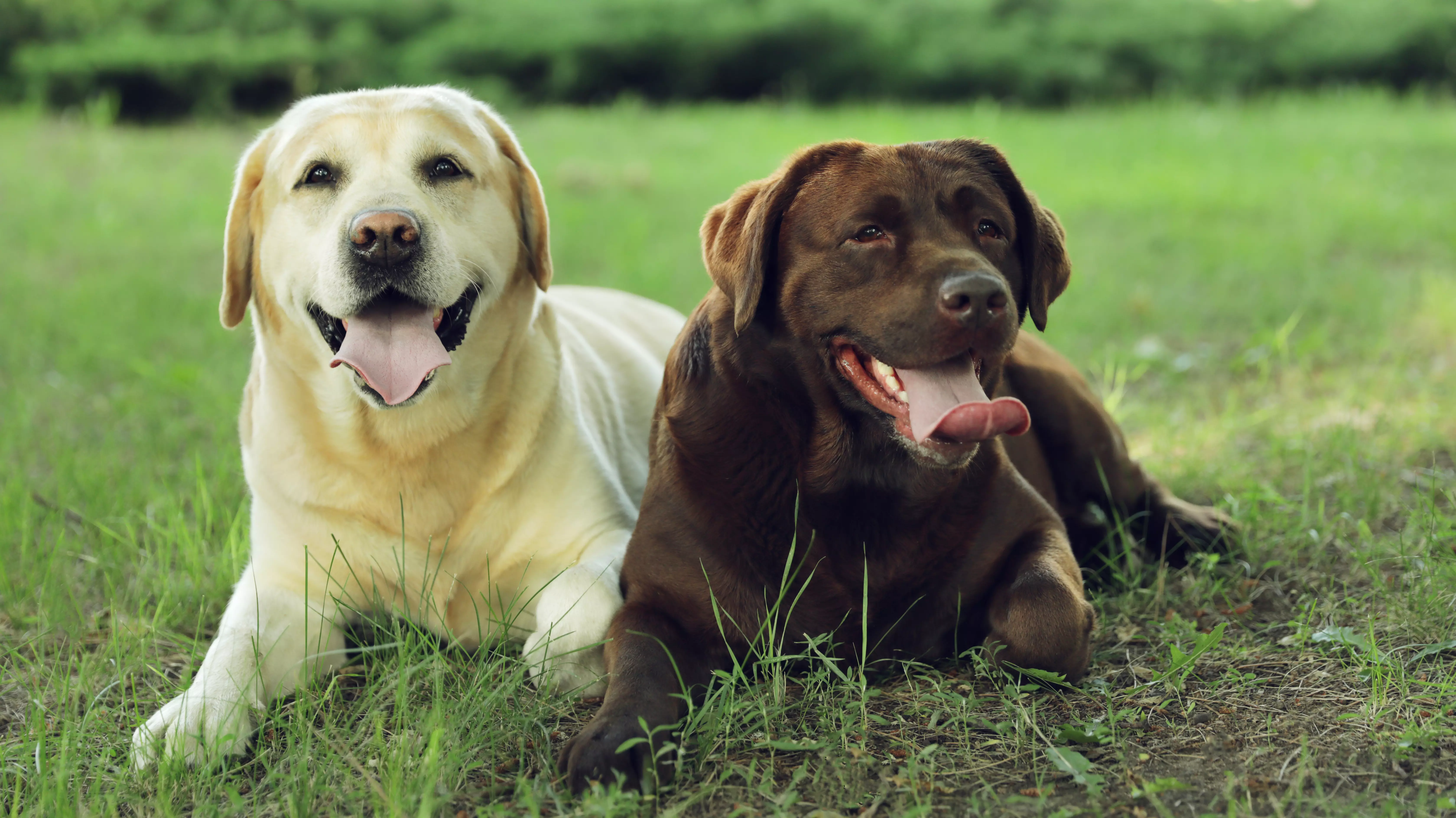 Detail Images Of A Labrador Retriever Nomer 20