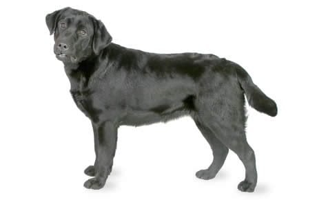 Detail Images Of A Labrador Retriever Nomer 4