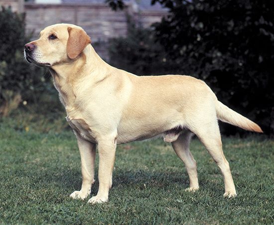 Detail Images Of A Labrador Retriever Nomer 44