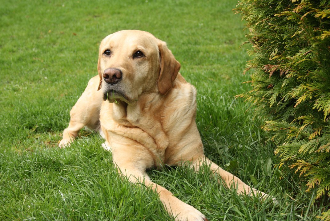 Detail Images Of A Labrador Retriever Nomer 46