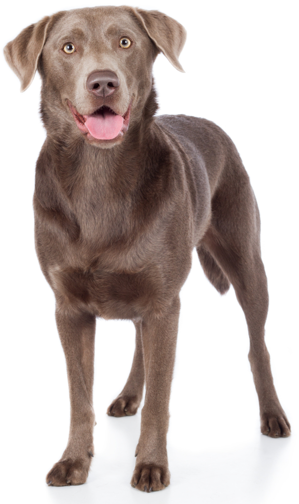 Detail Images Of A Labrador Retriever Nomer 47