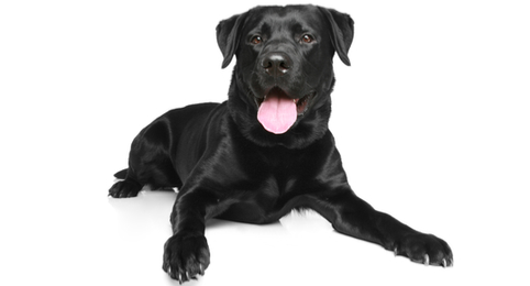 Detail Images Of A Labrador Retriever Nomer 53