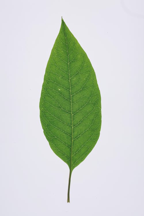 Detail Images Of A Leaf Nomer 2