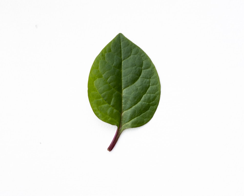 Detail Images Of A Leaf Nomer 11