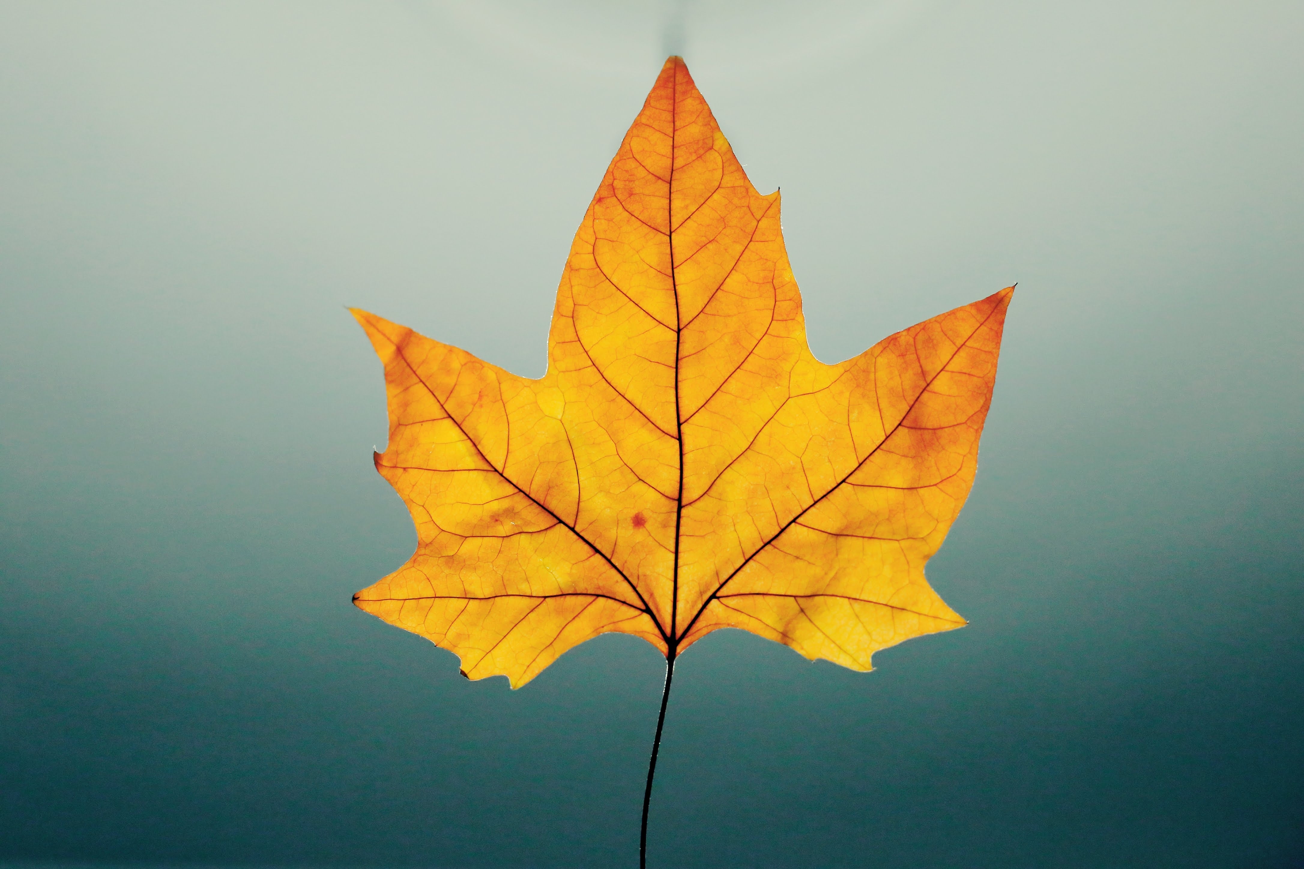 Detail Images Of A Leaf Nomer 12