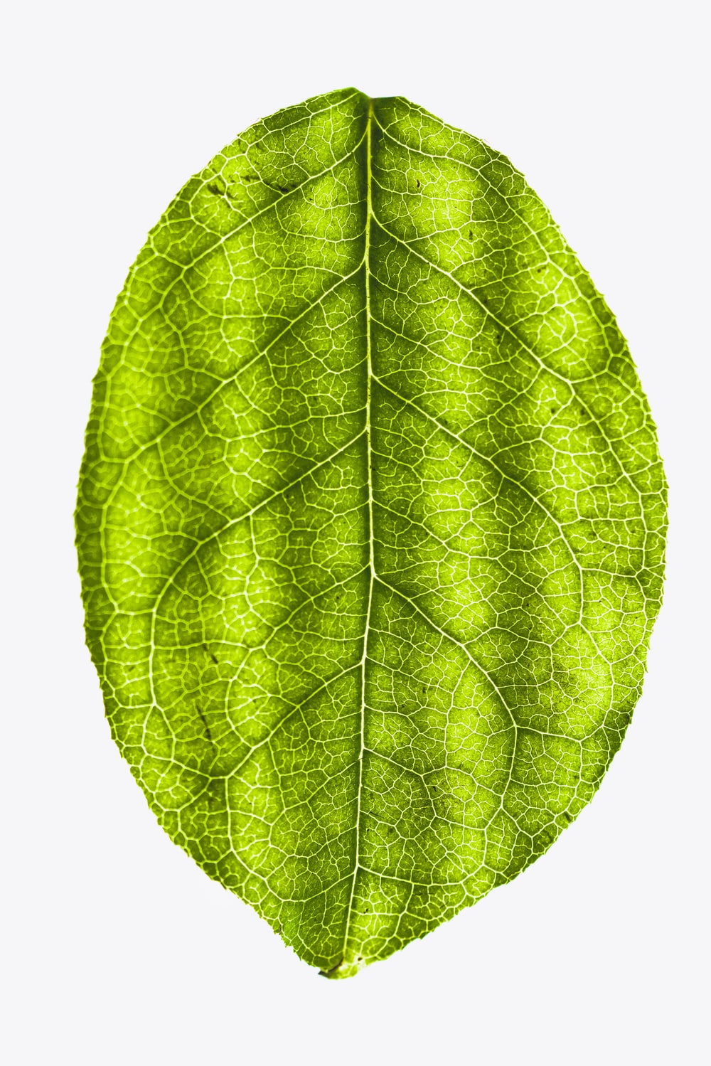 Detail Images Of A Leaf Nomer 13