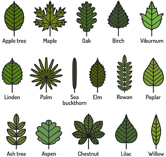 Detail Images Of A Leaf Nomer 14