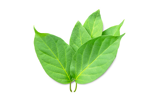 Detail Images Of A Leaf Nomer 16
