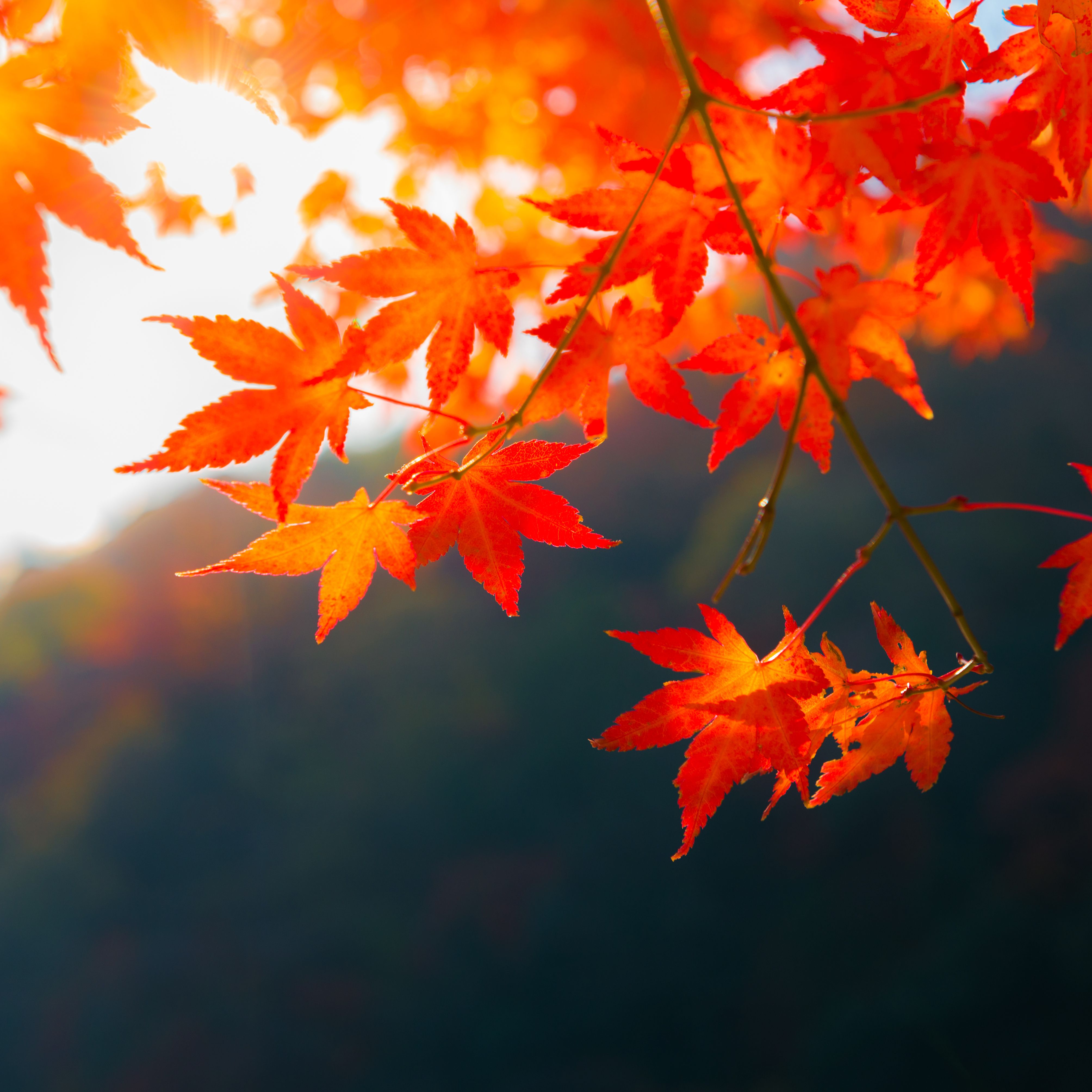 Detail Images Of A Leaf Nomer 17