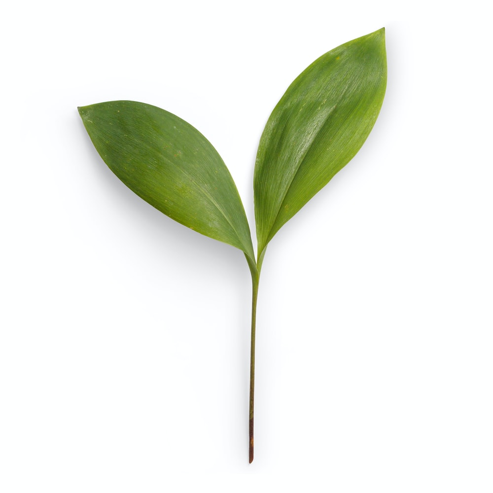 Detail Images Of A Leaf Nomer 20