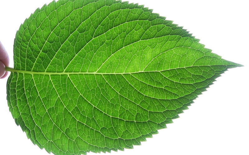 Detail Images Of A Leaf Nomer 3