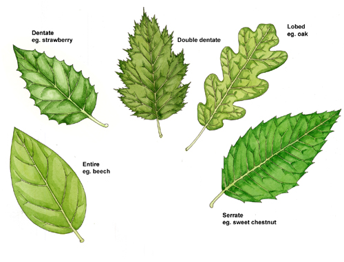 Detail Images Of A Leaf Nomer 21