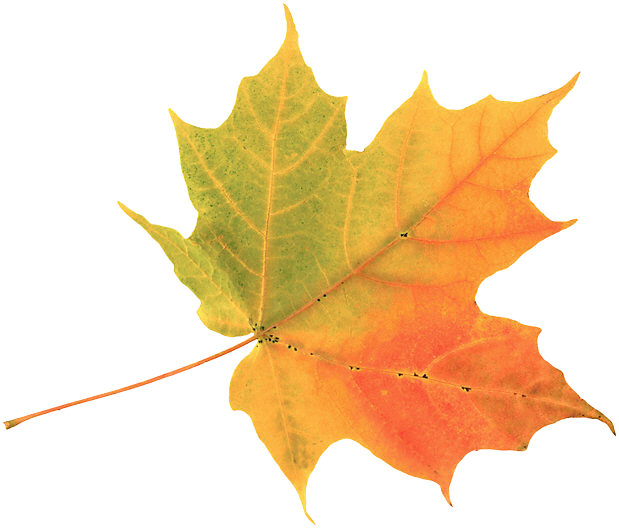 Detail Images Of A Leaf Nomer 22