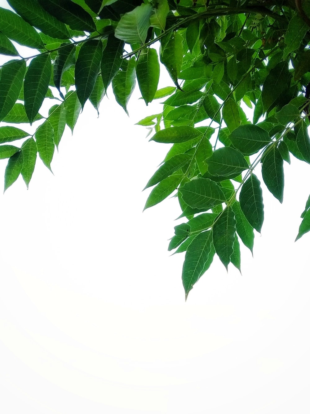 Detail Images Of A Leaf Nomer 25