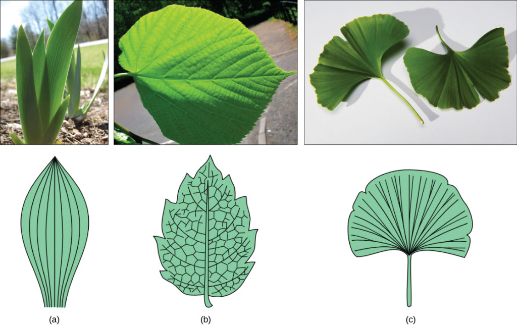 Detail Images Of A Leaf Nomer 29