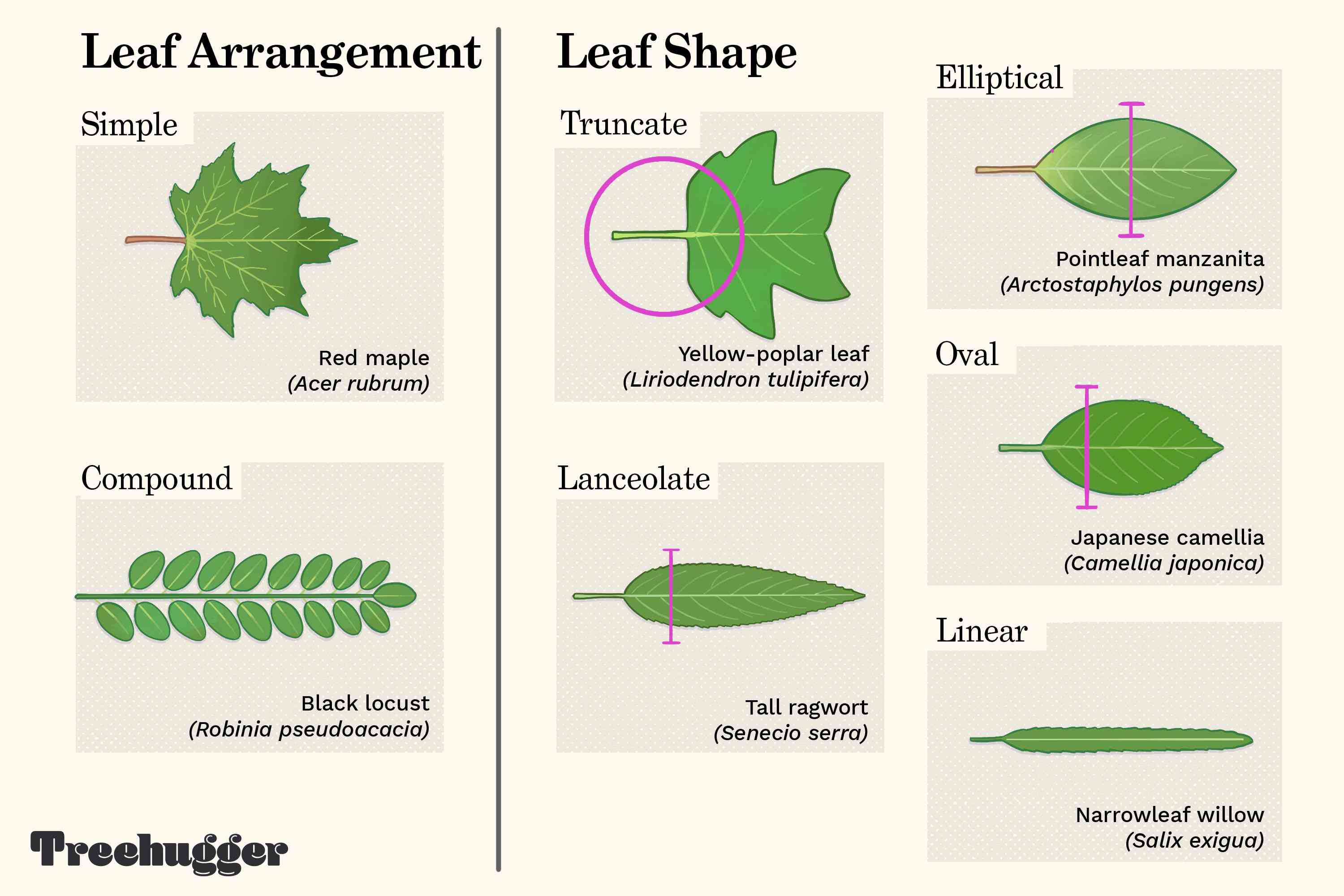 Detail Images Of A Leaf Nomer 30