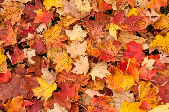Detail Images Of A Leaf Nomer 31