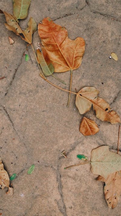 Detail Images Of A Leaf Nomer 32