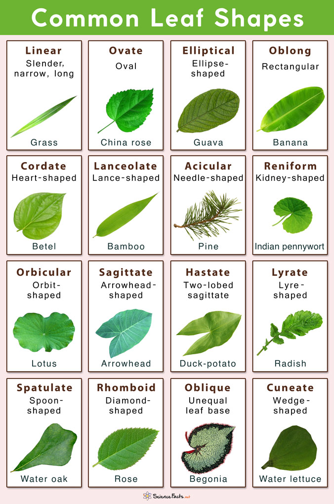Detail Images Of A Leaf Nomer 36