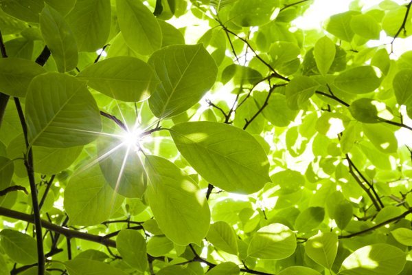 Detail Images Of A Leaf Nomer 37