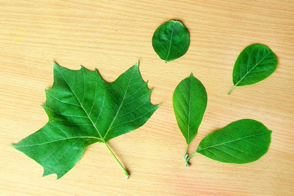 Detail Images Of A Leaf Nomer 38