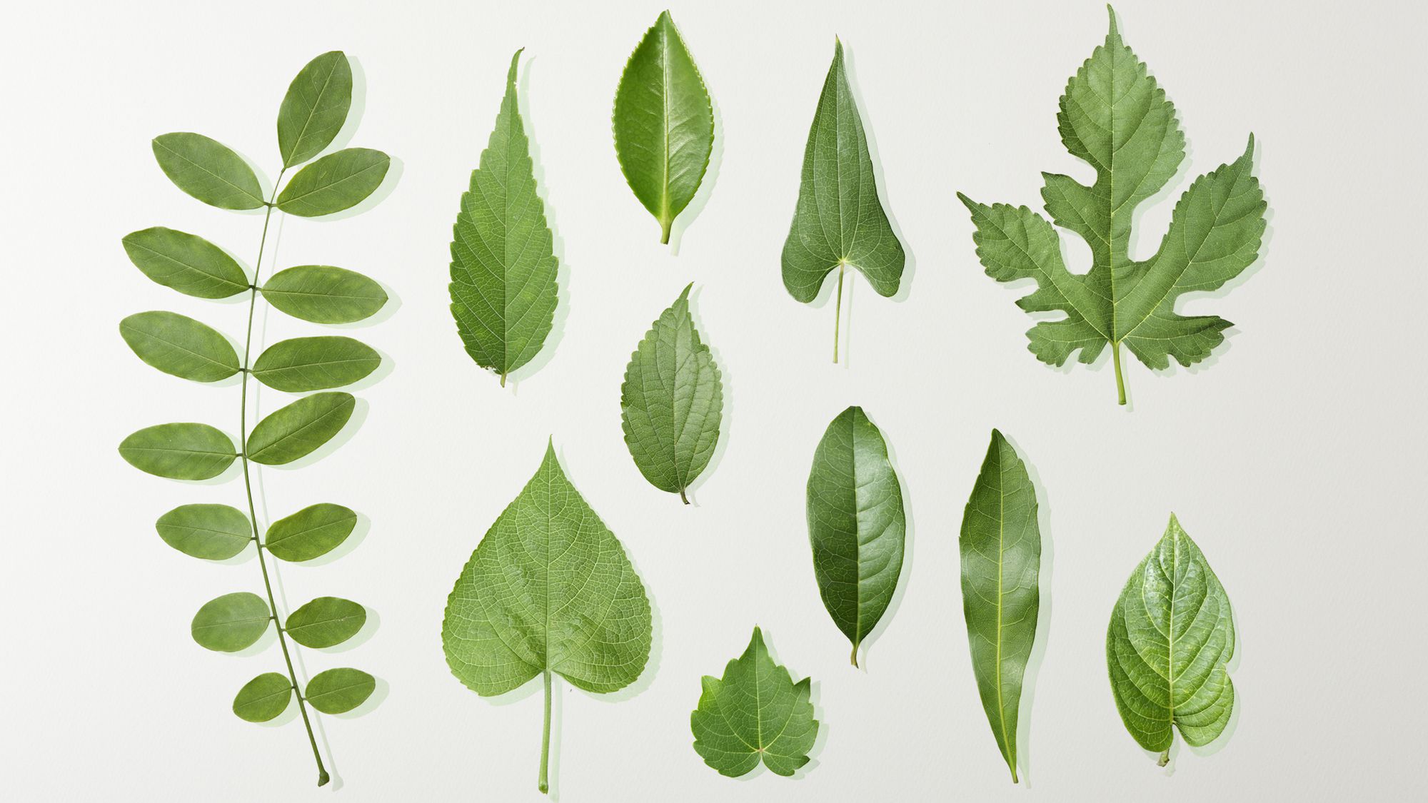 Detail Images Of A Leaf Nomer 5