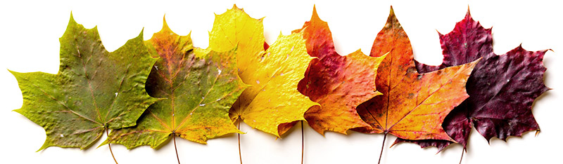 Detail Images Of A Leaf Nomer 40