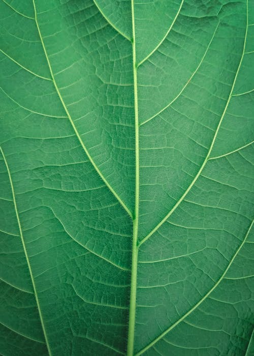 Detail Images Of A Leaf Nomer 41