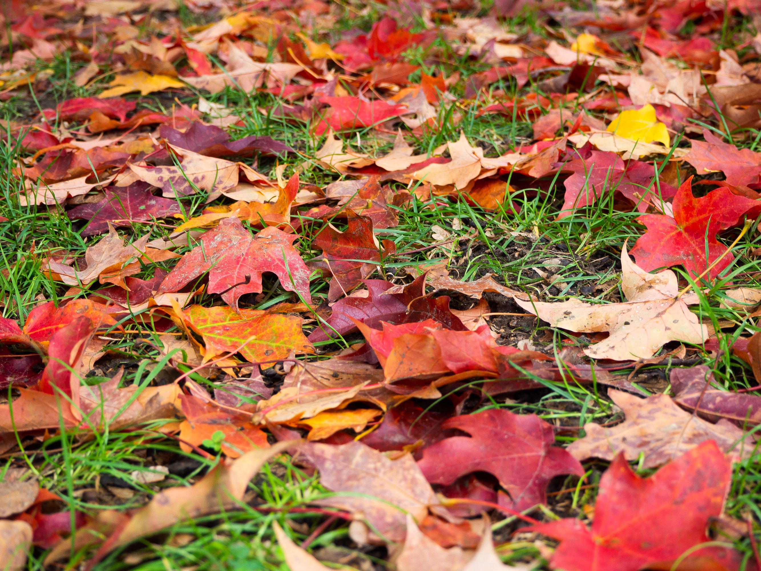 Detail Images Of A Leaf Nomer 42