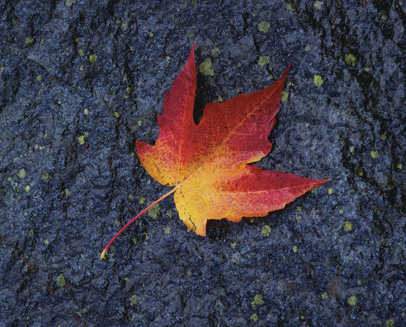 Detail Images Of A Leaf Nomer 44