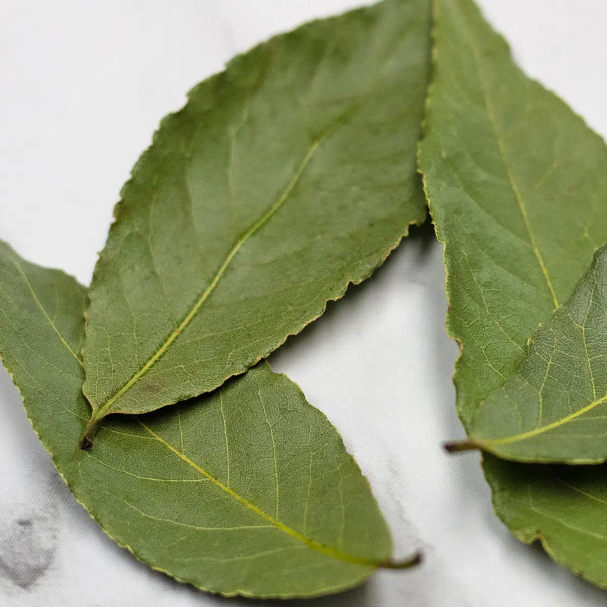 Detail Images Of A Leaf Nomer 45