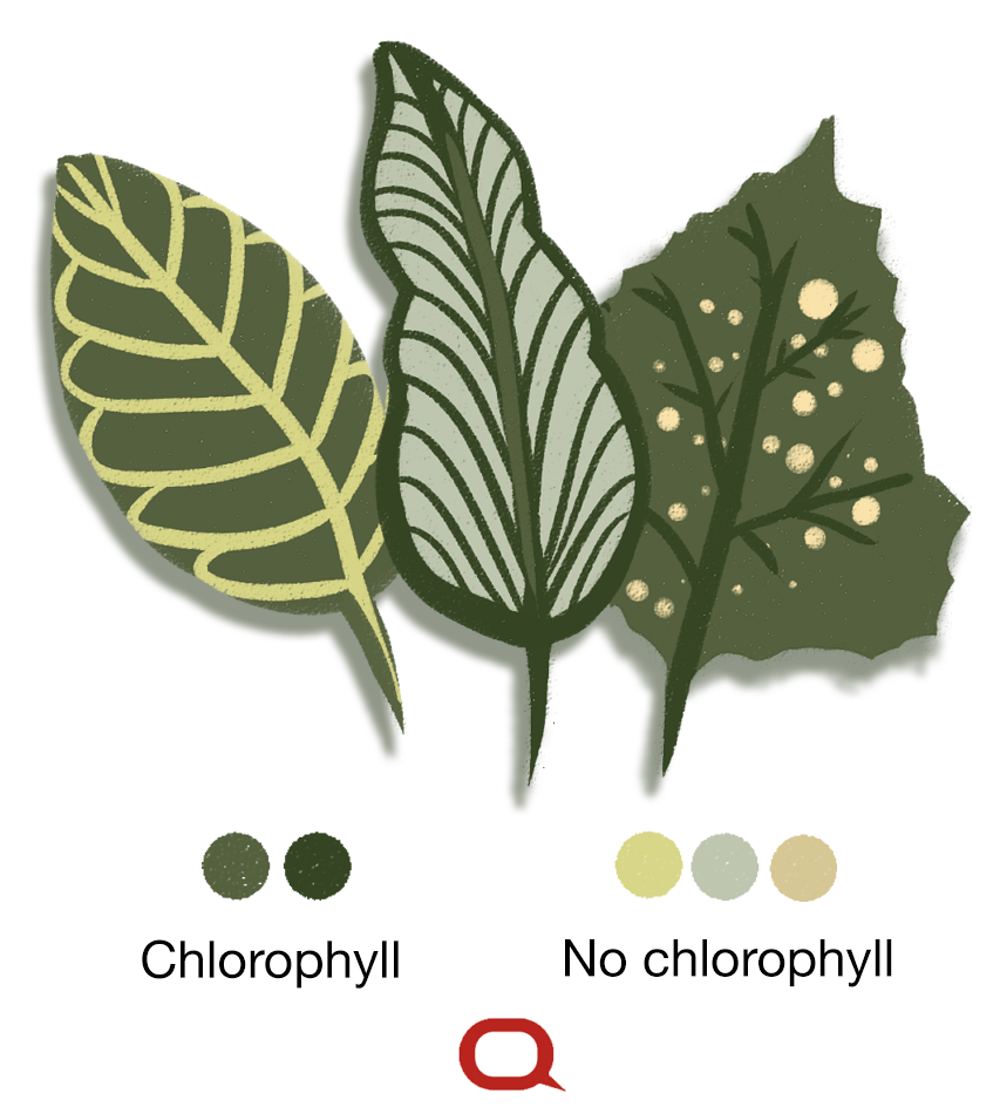 Detail Images Of A Leaf Nomer 46