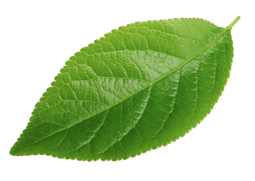 Detail Images Of A Leaf Nomer 6