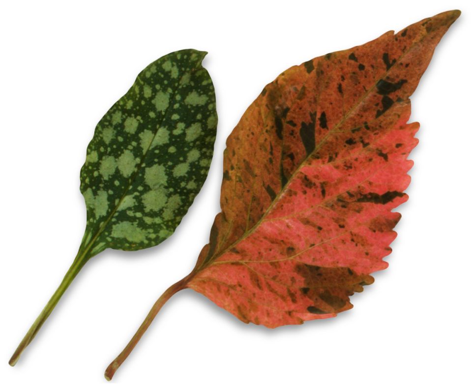 Detail Images Of A Leaf Nomer 50