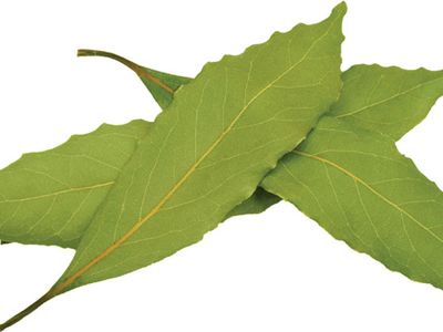 Detail Images Of A Leaf Nomer 54