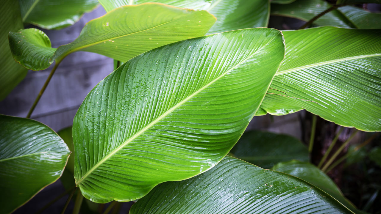 Detail Images Of A Leaf Nomer 56