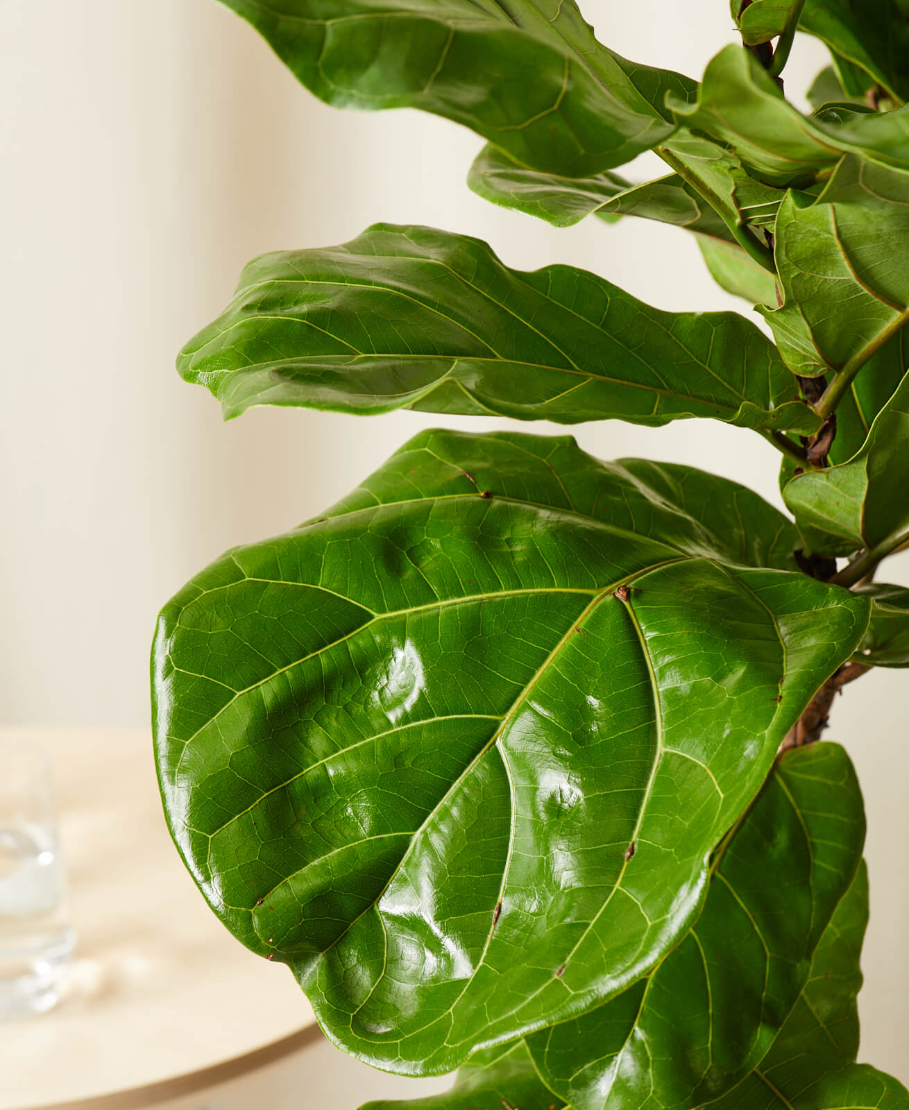 Detail Images Of A Leaf Nomer 57