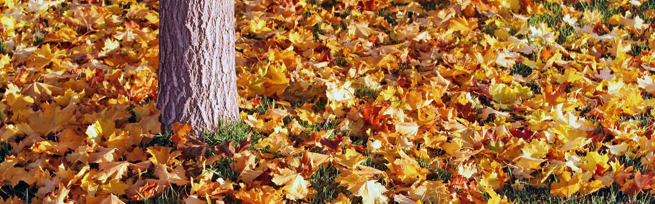 Detail Images Of A Leaf Nomer 58