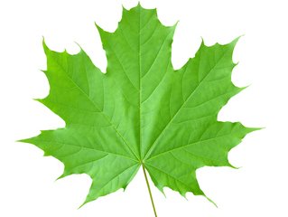 Detail Images Of A Leaf Nomer 9