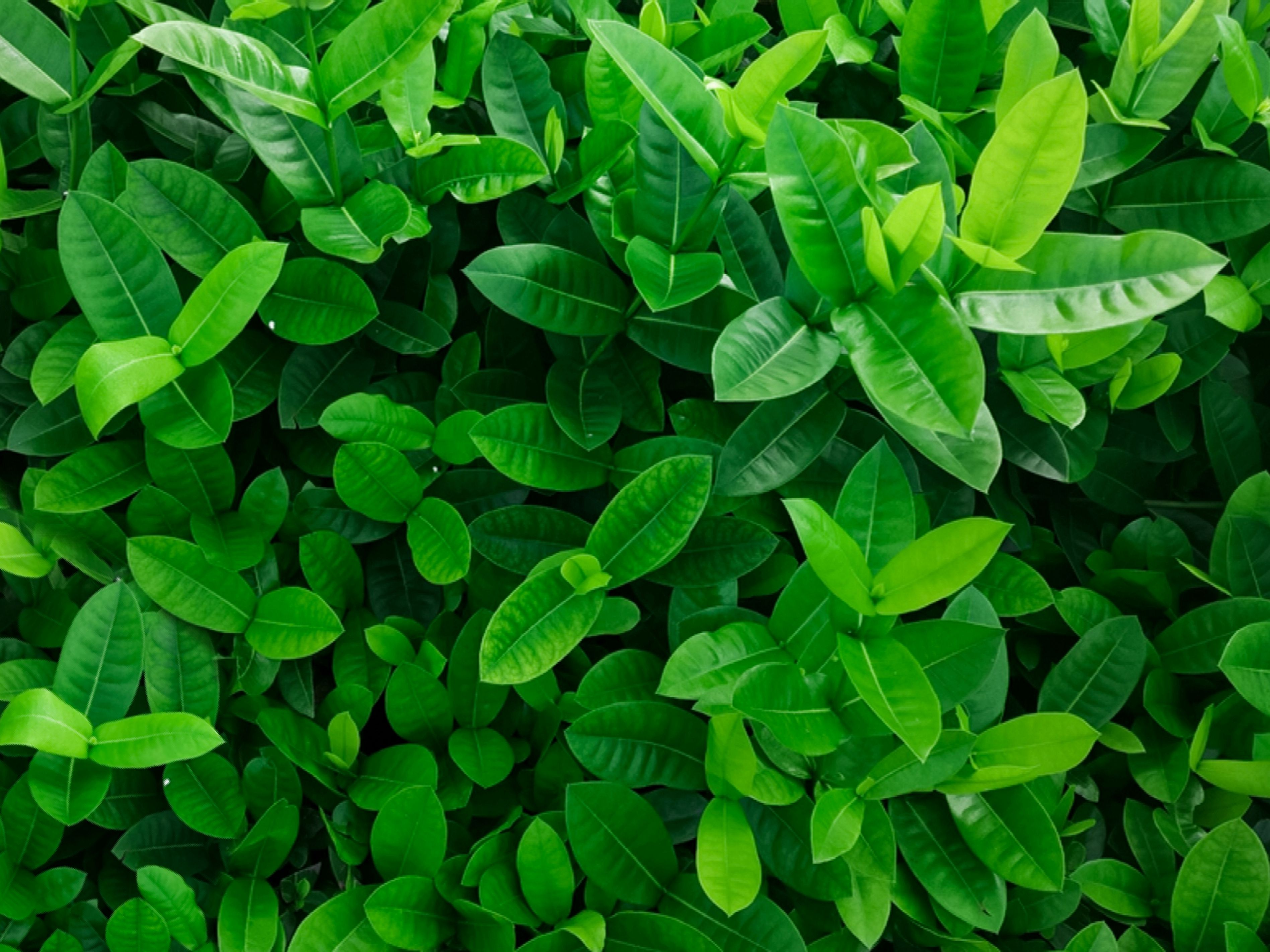 Detail Images Of A Leaf Nomer 10