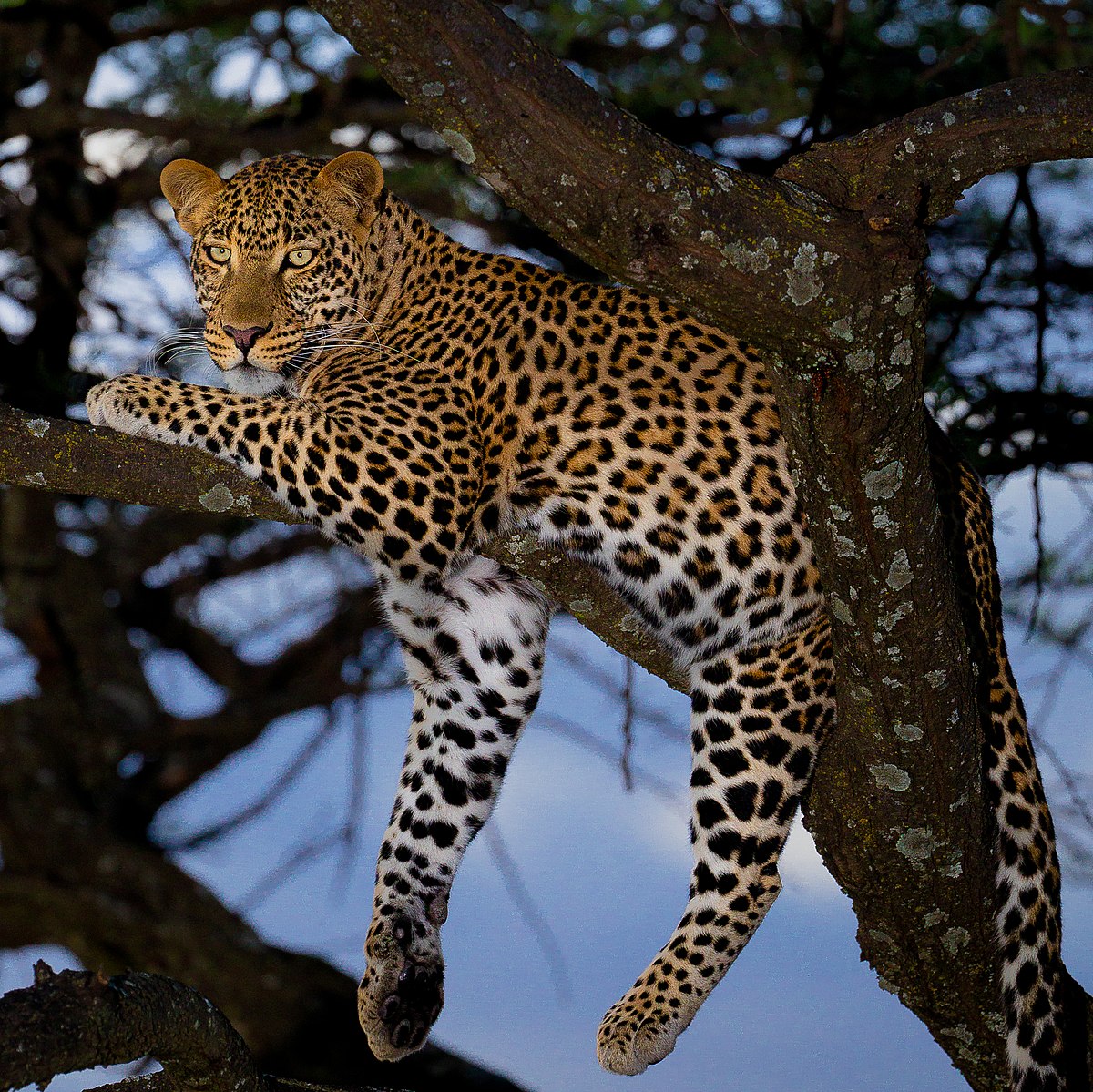Images Of A Leopard - KibrisPDR