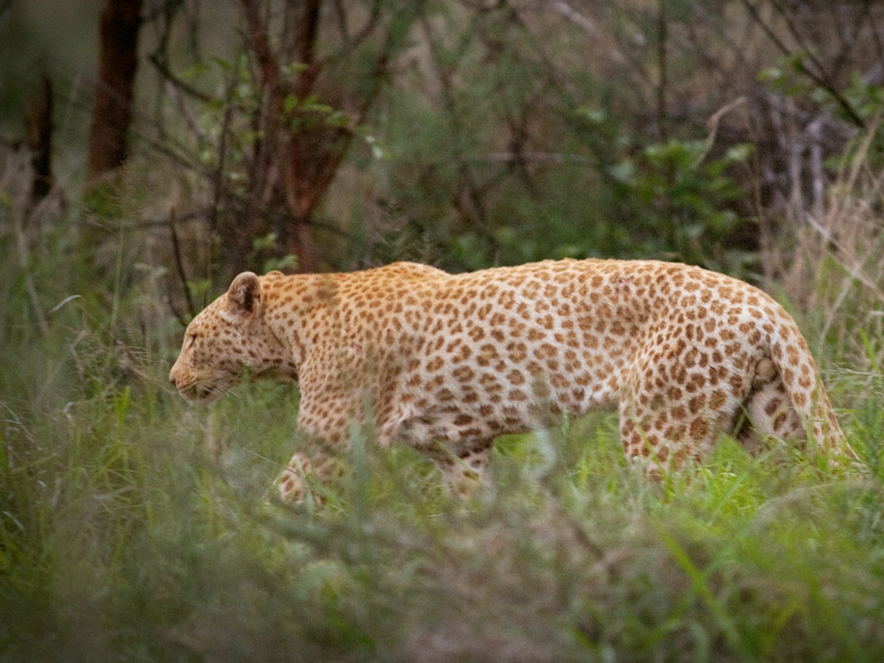 Detail Images Of A Leopard Nomer 16