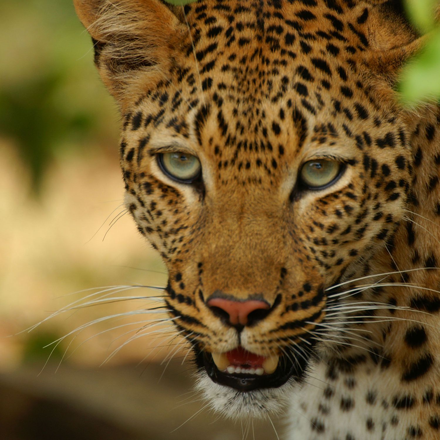 Detail Images Of A Leopard Nomer 33