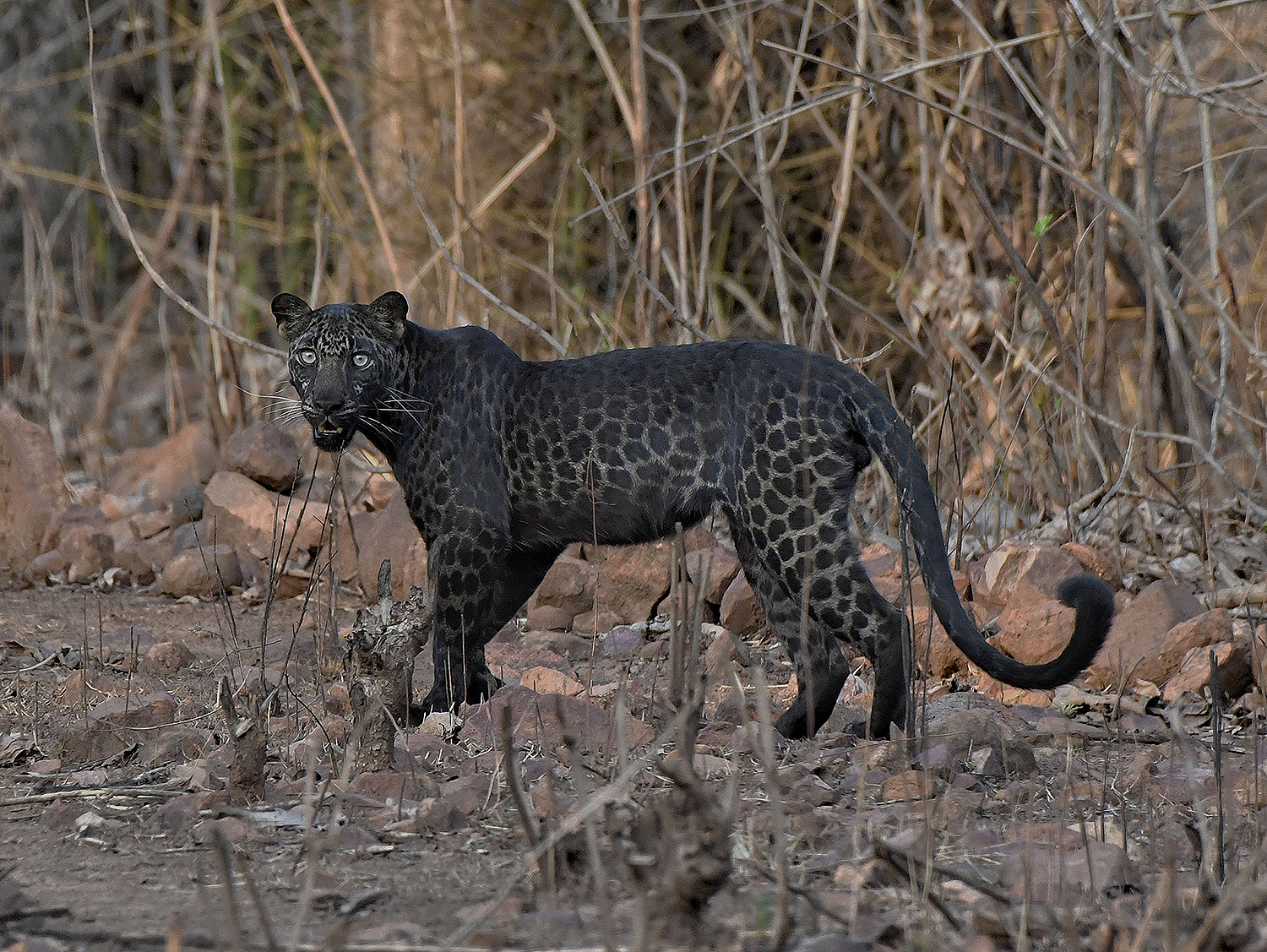 Detail Images Of A Leopard Nomer 40