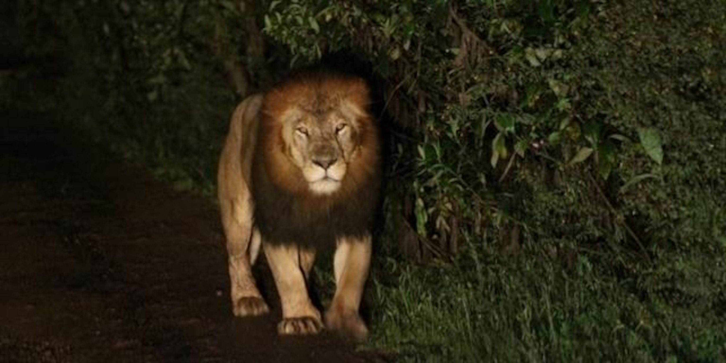 Detail Images Of A Lion Nomer 34