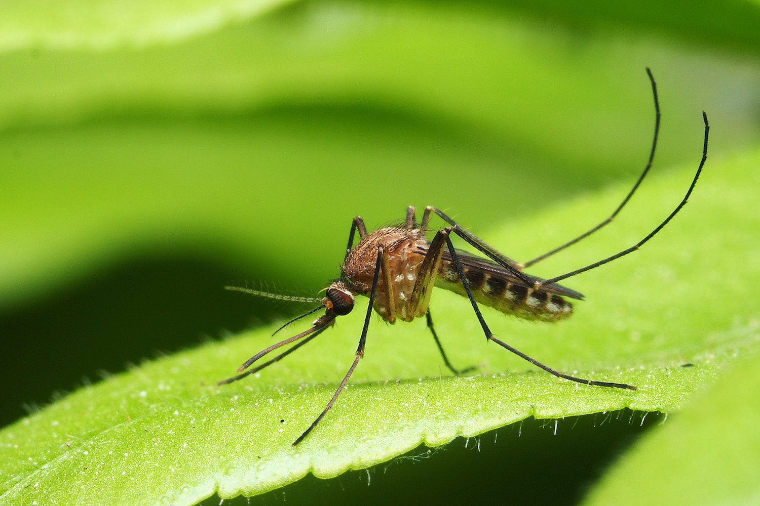 Detail Images Of A Mosquito Nomer 15