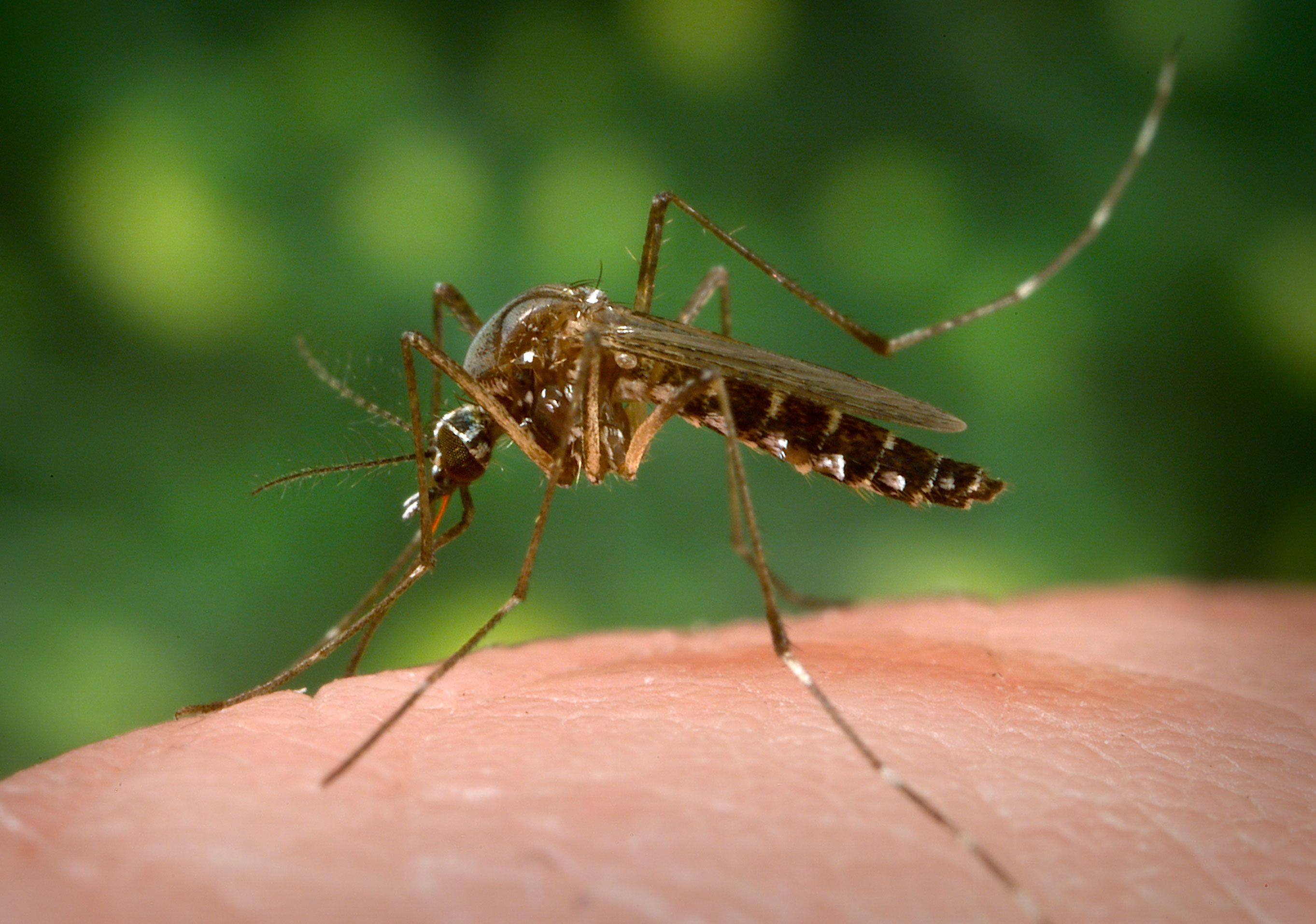 Detail Images Of A Mosquito Nomer 4