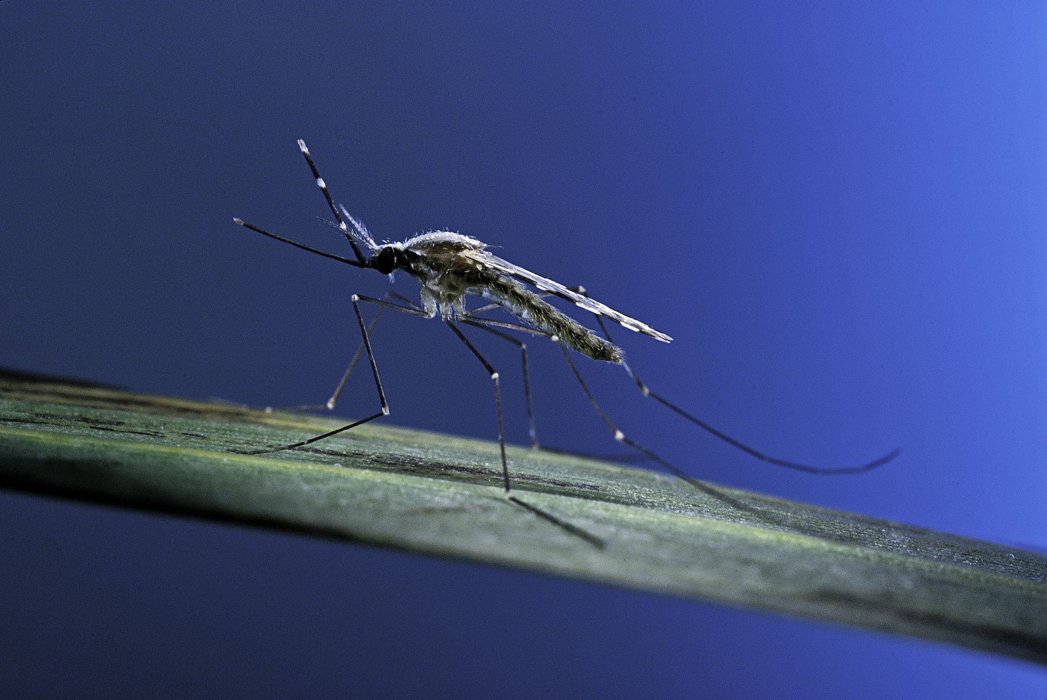 Detail Images Of A Mosquito Nomer 30