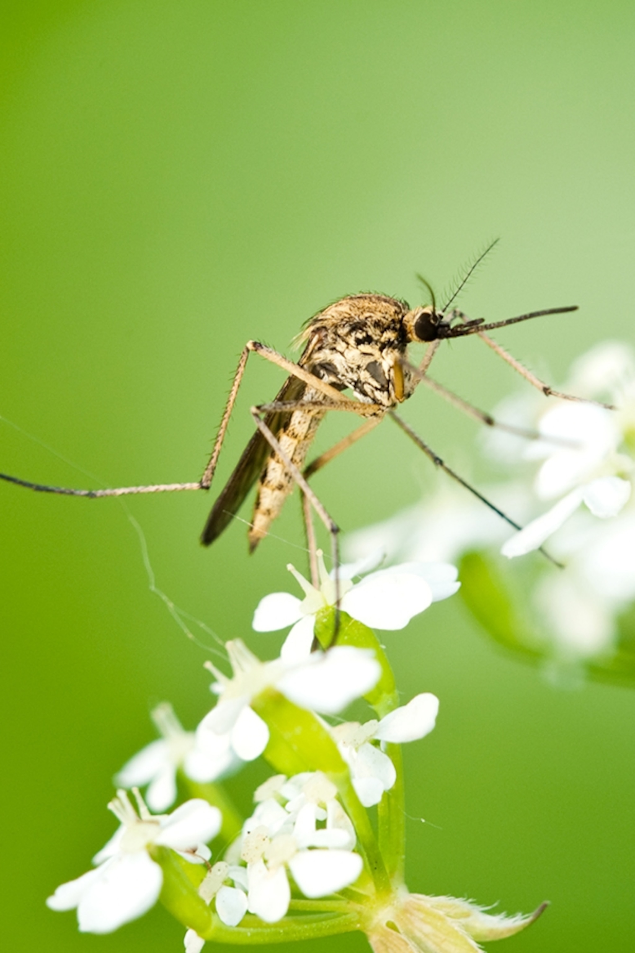 Detail Images Of A Mosquito Nomer 38