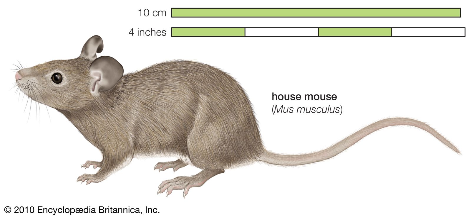 Detail Images Of A Mouse Nomer 8